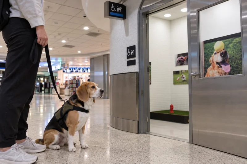 A service dog in a vest sitting at the doorway of an animal relief area