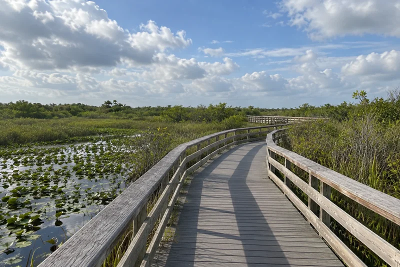 The Anhinga Trail boardwalk over water lilies in Everglades National Park