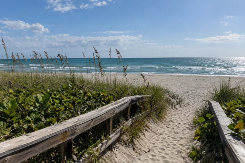 Sea oats on the dunes of Miami Beach with a path to the sand